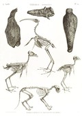 A Vol. II — Thèbes. Hypogées — Pl. 54 - Momies d'oiseaux et squelettes de momies