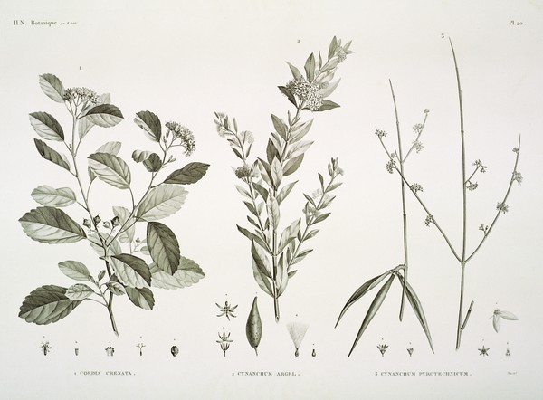 HN Botanique — Pl. 20