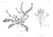 HN Botanique — Pl. 36 - 1. Raphanus recurvatus 2. Cleome Droserifolia