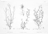 HN Botanique — Pl. 37 - 1. Spartium thebaicum 2.2' Indigofera paucifolia 3. Psoralea plicata