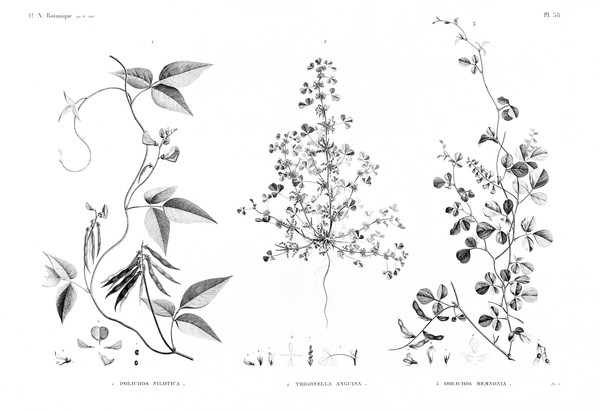 HN Botanique — Pl. 38