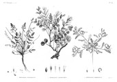 HN Botanique — Pl. 39 - 1. Hedysarum ptolemaicum 2. Astragalus longiflorus 3. Astragalus mareoticus