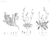 HN Botanique — Pl. 40 - 1. Dorycnium argenteum 2. Picris sulphurea 3. Picris lyrata