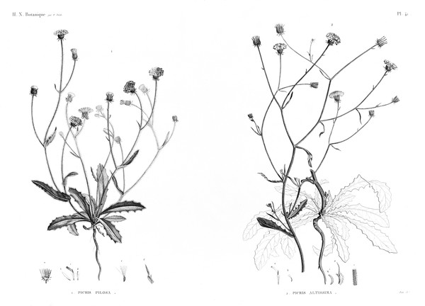 HN Botanique — Pl. 41