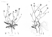 HN Botanique — Pl. 41 - 1. Picris pilosa 2. Picris altissima