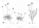 HN Botanique — Pl. 42 - 1. Crepis hispidula 2. Crepis senecioides 3. Santolina fragrantissima