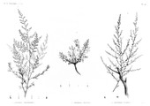 HN Botanique — Pl. 43 - 1. Artemisia Monosperma 2. Artemisia inculta 3. Ardemisia judaica