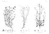 HN Botanique — Pl. 45 - 1. Anthemis melampodina 2. Inula crispa 3. Senecio belbeysius