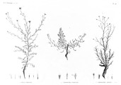 HN Botanique — Pl. 46 - 1. Inula undulata 2. Chrysocoma candicans 3. Chrysocoma spinosa