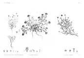 HN Botanique — Pl. 47 - 1. Balsamita tridentata 2. Filago mareotica 3. Anthemis indurata 4. Cotula cinerea