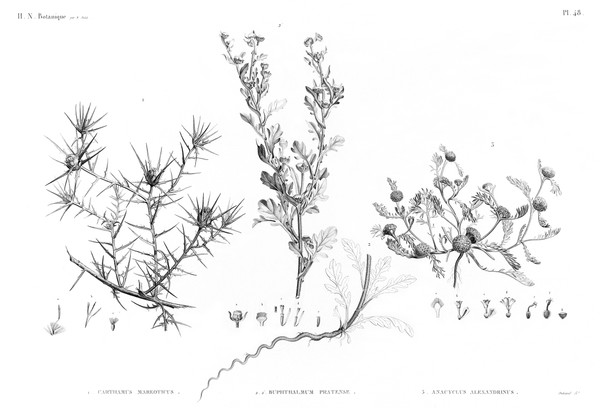 HN Botanique — Pl. 48