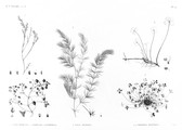 HN Botanique — Pl. 50 - 1. Nayas Muricata 2. Parietaria alsinefolia 3. Nayas graminea 4.4' Marsilea ægyptiaca