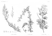 HN Botanique — Pl. 52 - 1.1' Atriplex coriacea 2. Acacia seyal 3. Acacia albida