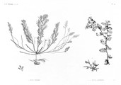 HN Botanique — Pl. 54 - 1. Fucus trinodis 2.2' Fucus latifolius