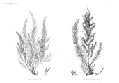 HN Botanique — Pl. 55 - 1. Fucus antennulatus 2. Fucus denticulatus