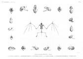 HN Mammifères — Pl. 4 - Chauve-souris d'Égypte. Ostéologie 1.1'.1" Nyctère de la thébaïde 2.2'.2" Rhinolophe trident 3.3'.3" Nyctinôme d'Égypte 4.4'.4''.4''' Taphien perforé 5.5'.5" Vespertilion pipistrelle 6. Taphien filet