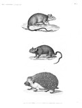 HN Mammifères — Pl. 5 - 1. Rat d'Alexandrie 2. Echimis d'Égypte 3. Hérisson oreillard