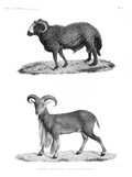 HN Mammifères — Pl. 7 - 1. Bélier à large queue 2. Mouflon à manchettes