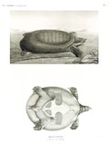 HN Reptiles — Pl. 1 - Trionyx d'Égypte. 1. Vu de coté 1' vu en dessous