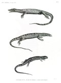 HN Reptiles — Pl. 3 - 1. Tupinambis du Nil 2. Ouaran de Forskal. 3. Anolis gigantesque