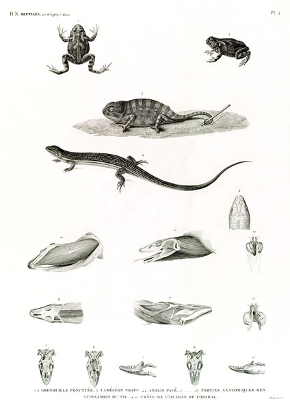 HN Reptiles — Pl. 4