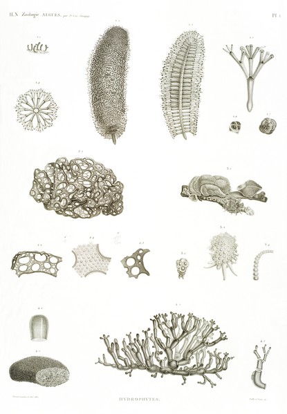 HN Zoologie. Algues — Pl. 1