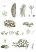 HN Zoologie. Algues — Pl. 1 - Hydrophytes