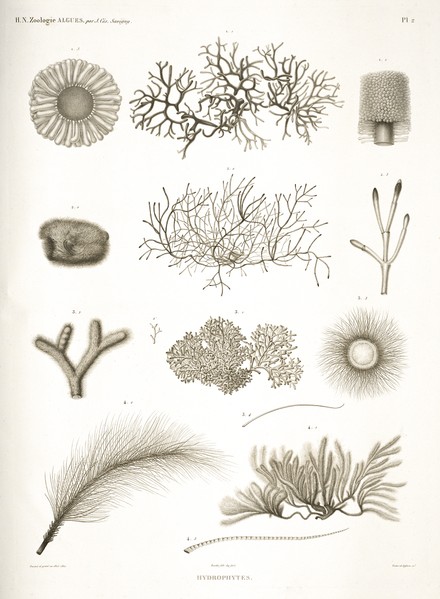 HN Zoologie Algues — Pl. 2