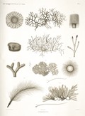 HN Zoologie Algues — Pl. 2