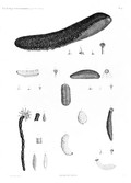 HN Zoologie, échinodermes — Pl. 9 - Holothuries