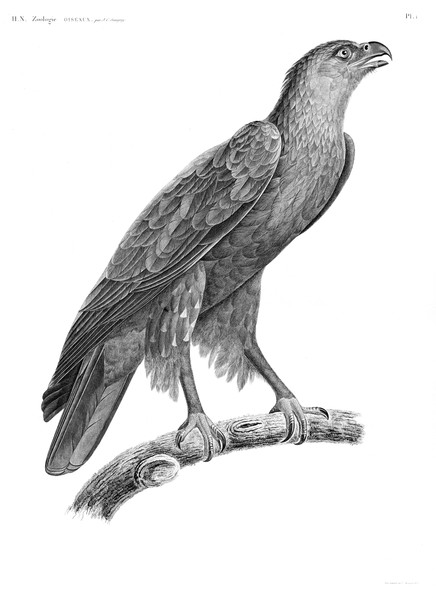 HN Zoologie oiseaux — Pl. 1
