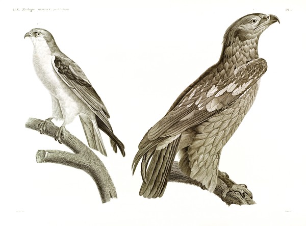 HN Zoologie Oiseaux — Pl 2