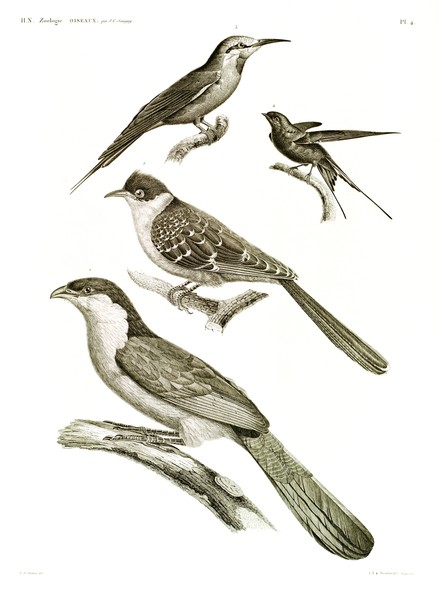HN Zoologie Oiseaux — Pl 4