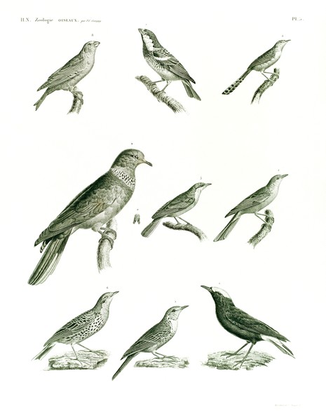 HN Zoologie Oiseaux — Pl 5