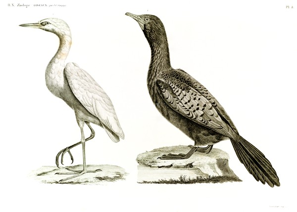 HN Zoologie Oiseaux — Pl 8