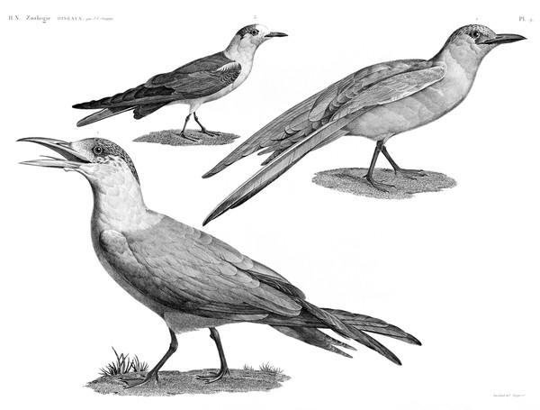 HN Zoologie Oiseaux — Pl 9