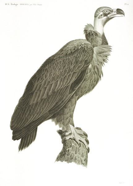 HN Zoologie Oiseaux — Pl. 11