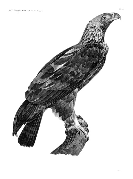 HN Zoologie Oiseaux — Pl 12