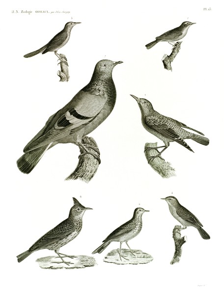 HN Zoologie Oiseaux — Pl 13