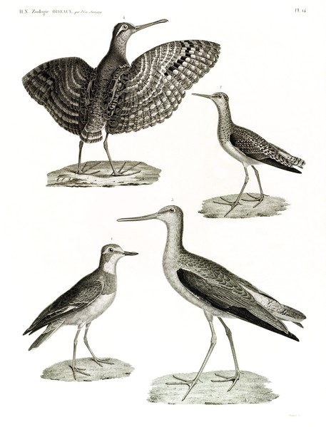 HN Zoologie Oiseaux — Pl 14