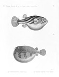 HN Zoologie. Poissons du Nil — Pl. 1 - 1. Le tetrodon fahaka. Tetrodon physa 2. Le tetrodon herissé. Tetrodon hispidus