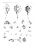 HN Zoologie. Poissons du Nil — Pl. 2 - Le tetrodon fahaka