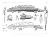 HN Zoologie. Poissons du Nil — Pl. 3 - 1. Le polyptère Bichir. Polypterus bichir 2. sa tête vue en dessus 3. son squelette 4. os de la nageoire 5 les mêmes isolés 6. myologie de la bouche 7. viscères de l'abdomen 8. l'estomac et le foie 9. les deux vessies natatoires 10. la mâchoire inférieure