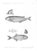 HN Zoologie. Poissons du Nil — Pl. 8 - 1.2. Le mormyre de Behbeyt. Mormyrus dorsalis 3.4. Le mormyre bané. Mormyrus cyprionoides a. individu à l'âge où il commence à descendre le fleuve