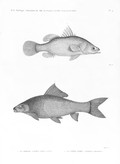 HN Zoologie. Poissons du Nil — Pl. 9 - 1. La perche latous. Perca latus 2. Le cyprin lebis. cyprinus niloticus