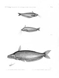 HN Zoologie. Poissons du Nil — Pl. 11 - 1.2. Le silure oudnel. Silurus auritus 3.4. Le silure schilbé. Silurus mystus