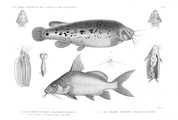 HN Zoologie. Poissons du Nil — Pl. 12 - 1. Le malapterure électrique. Malapterus electricus 2. Ses viscères abdominaux 3. Tronc et appareils éléctriques 4. Vessie natatoire 5.6. Le pimelode synodonte. Pimelodus synodontis