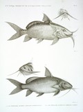 HN Zoologie Poissons du Nil — Pl. 13 - 1.2. Le Pimelode guemel. pimelodus membranaceus 3.4. Le pimelode scheilan. pimelodus clarias