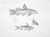 HN Zoologie. Poissons du Nil — Pl. 14 - 1.2. Pimelode karafche. Pimelodus biscutatus 3.4. Le pimelode aboureal. Pimelodus auratus