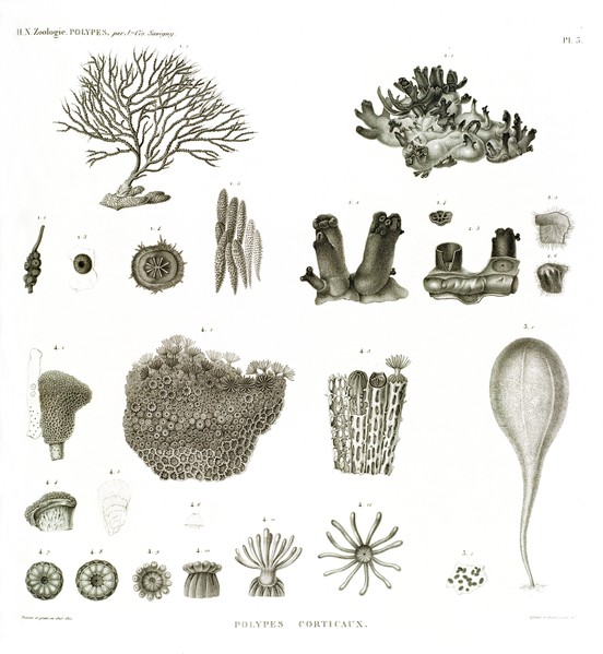 HN Zoologie. Polypes — Pl. 3